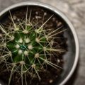 111A0309-1024x683.jpg